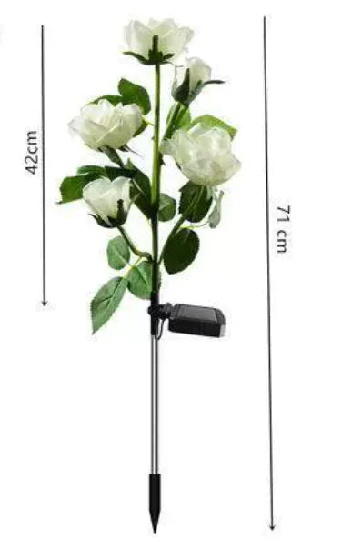 Rosas Solares de Jardim que Mudam de Cor