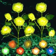 Rosas Solares de Jardim que Mudam de Cor