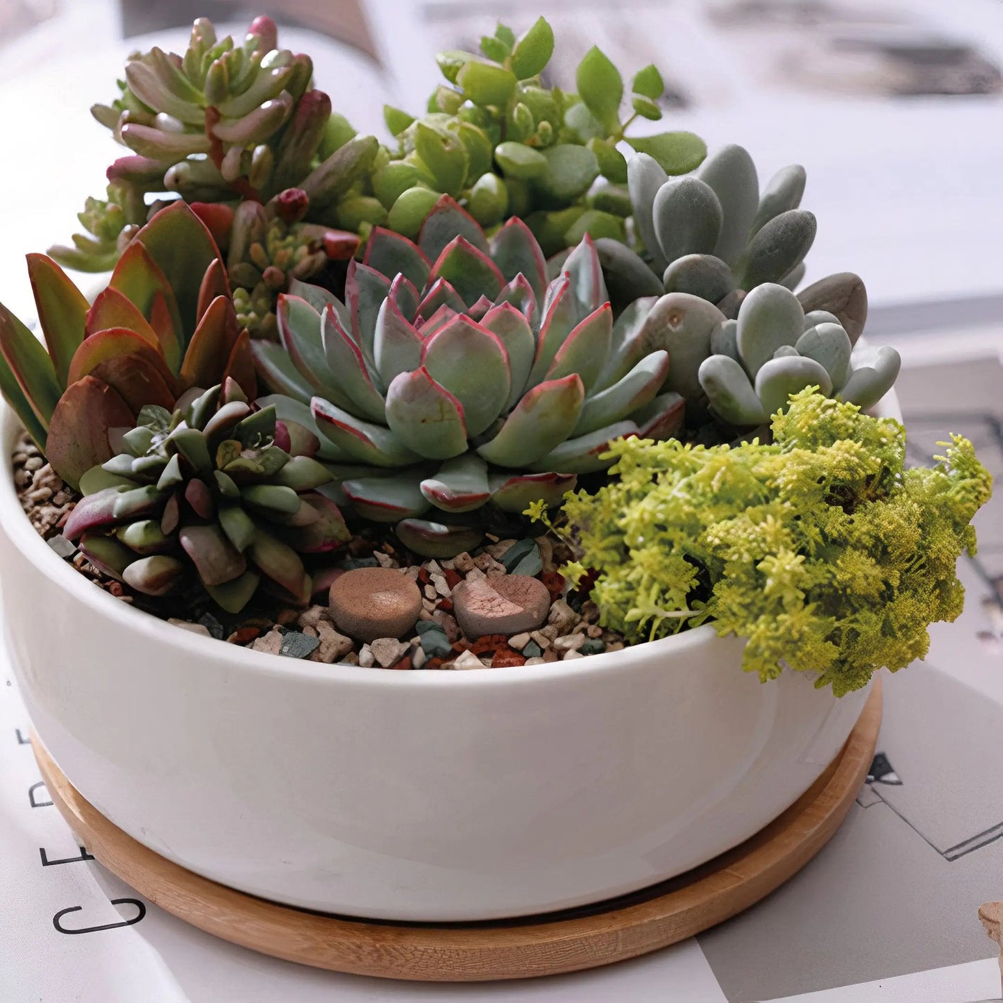 Succulent Planter - Round WEM Support (www.WEM.support)
