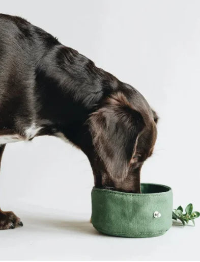 Folding Dog Bowl Canvas Dog Tableware Drinking Water Bowl Feeding Bowl Walking Dog Portable Pet Ration Bag WEM Support (www.WEM.support)