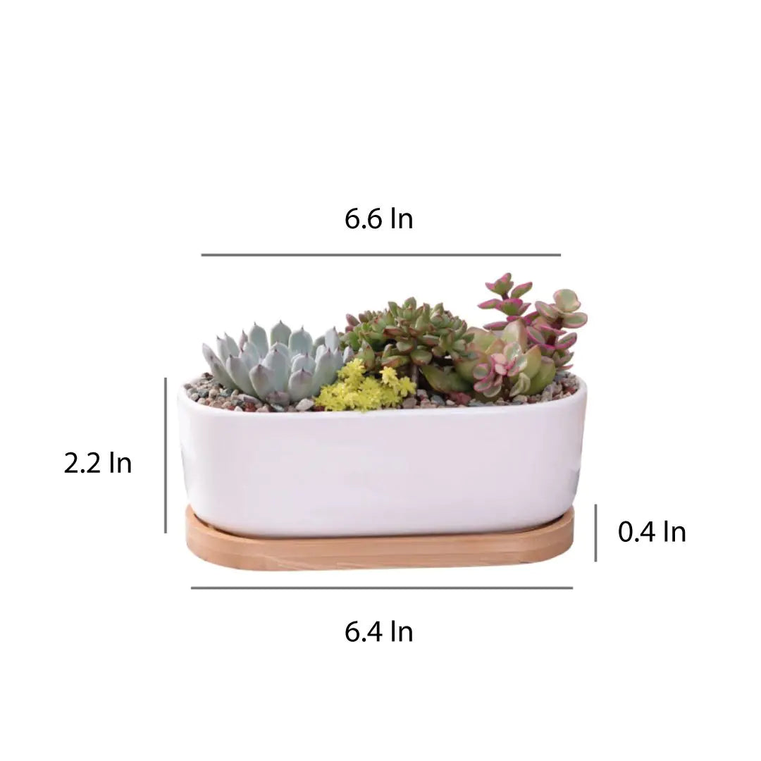 Succulent Planter -Elongated HejK.com