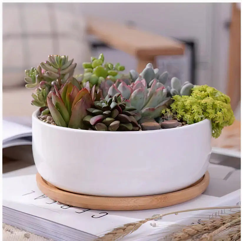 Succulent Planter - Round WEM Support (www.WEM.support)