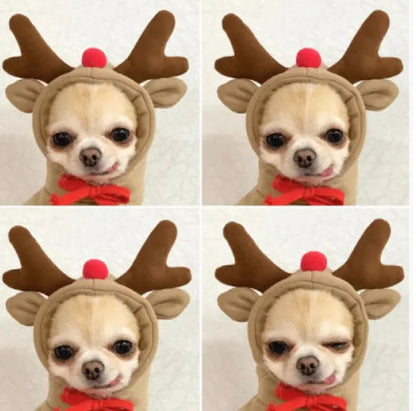 Cute Fruit Hoodie for Small Dogs WEM Support (www.WEM.support)